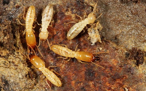 Reticulitermes flavipes, nueva especie de termita exótica descubierta en Canarias.